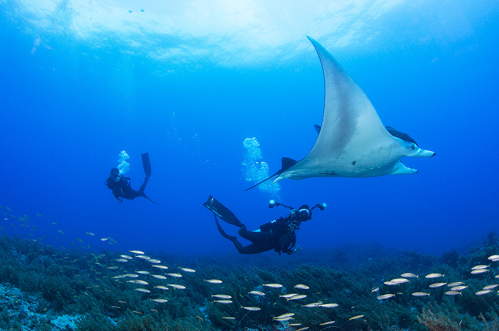 Manta Valley  Diving with giant manta rays in Cancún, Mexico